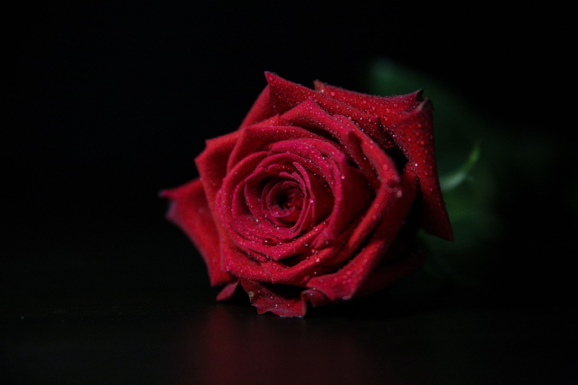 The Sight Of Roses The Sight Of Roses