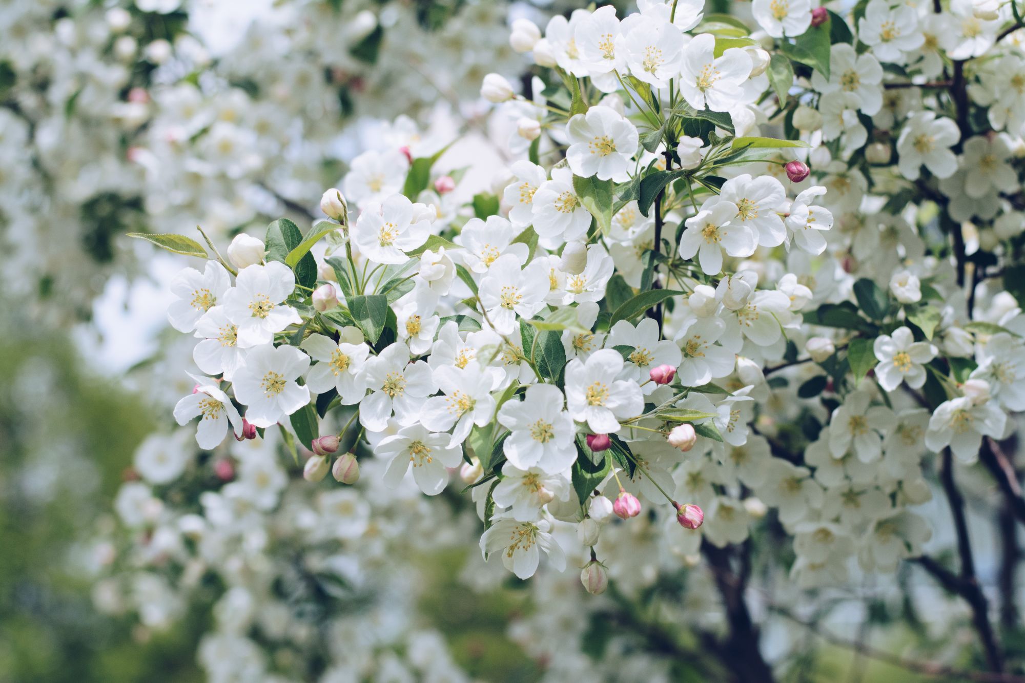 Spring Returns Mid-Lent